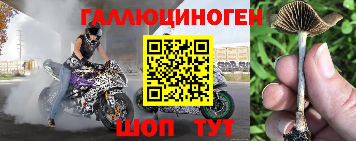 Галлюциногенные грибы Psilocybine cubensis Великий Устюг